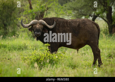 Büffel die Kamera in der grasartigen Clearing Stockfoto