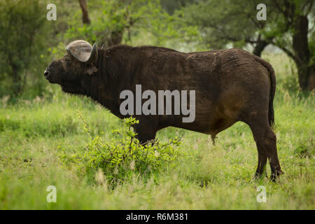 Büffel im Profil in der grasartigen Clearing Stockfoto