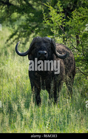 Büffel schaut die Kamera aus der Buchsen Stockfoto