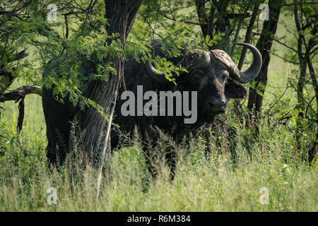 Büffel hinter Stamm des Baums Stockfoto