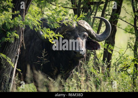 Büffel an Kamera starrt von Bäumen Stockfoto