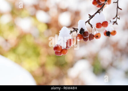 Cluster von Red Crab Äpfel am Zweig, bedeckt im Schnee Stockfoto