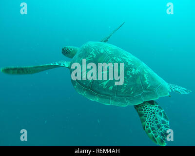 Meeresschildkröte unter Wasser Stockfoto