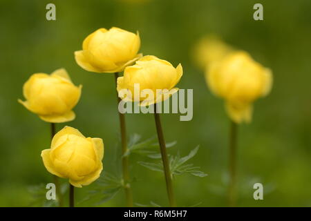 Troll Blumen in den Alpen Stockfoto