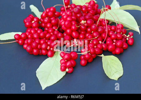 Rote beeren Schisandra Stockfoto