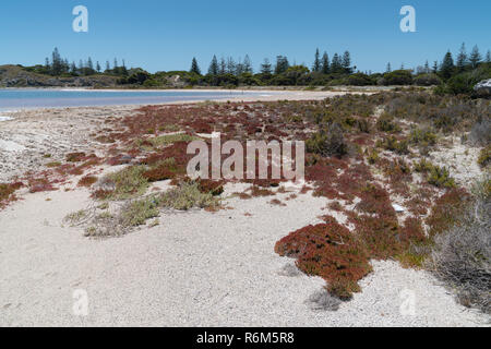 Salzseen auf Rottnest Island, Western Australia Stockfoto