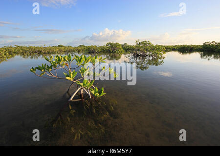 Mangrove Bäume und Wolken in der ruhigen Wasser des Barnes Sound, Florida wider: im frühen Morgenlicht. Stockfoto