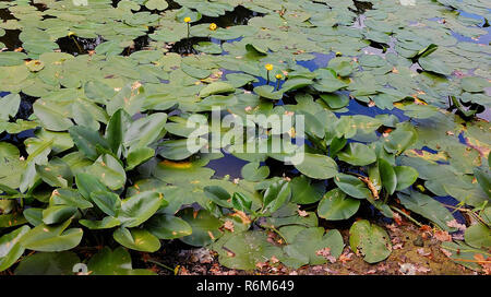 Sumpfigem Gelände mit Seerosen. Stockfoto