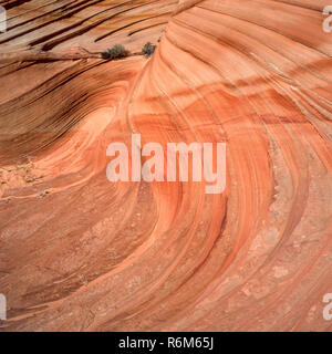 Cross-Bedded Navajo Sandstein, Coyote Buttes, Vermilion Cliffs National Monument, Colorado Plateau, Arizona Stockfoto