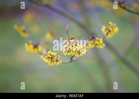 Blühende Hexe - Hazel (Hamamelis). Der erste Frühling Blumen. Stockfoto