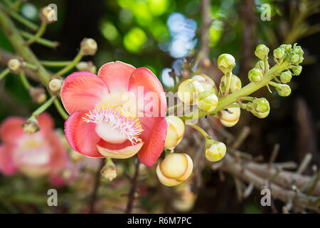 Cannonball Blume (Couroupita guianensis) am Baum Stockfoto