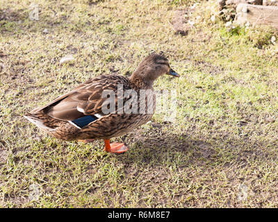 Braun weibliche Ente Stockente auf grünem Gras unter portrait Nahaufnahme Stockfoto