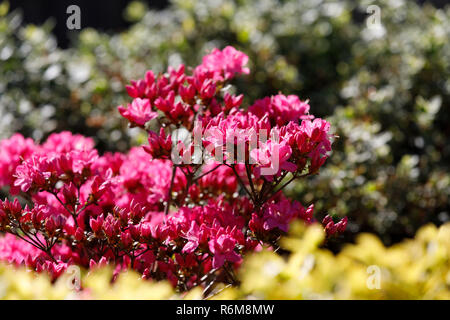 Rosa, roten Azaleen Blüte im Frühjahr Stockfoto