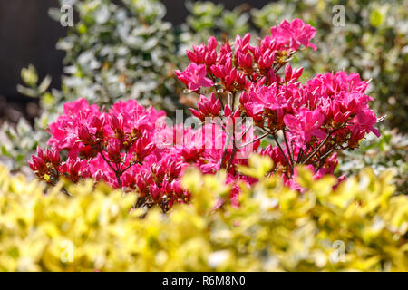 Rosa, roten Azaleen Blüte im Frühjahr Stockfoto