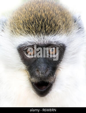 Baby Grivet Monkey III Stockfoto