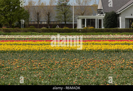 Tulip Felder in den Bollenstreek, Südholland, Niederlande Stockfoto