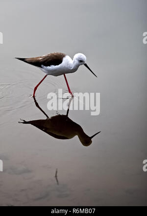 Stelzenläufer Stockfoto