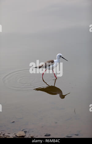 Stelzenläufer Stockfoto