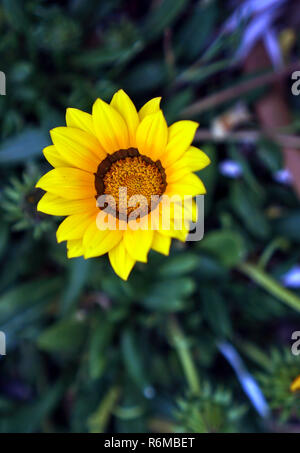 Nahaufnahme der kleine wilde gelbe Blume mit weich Stockfoto