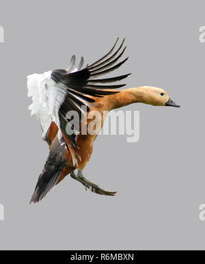 Der Flug einer Wildente. Stockfoto