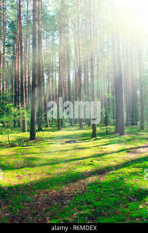 Sonnigen strahlen im Sommer Wald. Wald landschaft Stockfoto