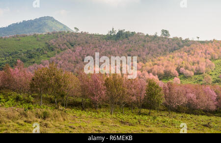 Landschaft der wilden Himalayan Cherry Blossom Wald in voller Blüte, Thailand Stockfoto