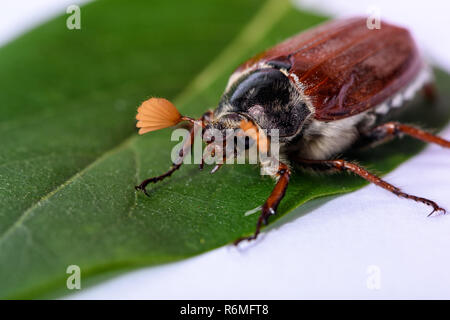 Isolierte Maikaefer sitzen auf Grün verlassen Stockfoto