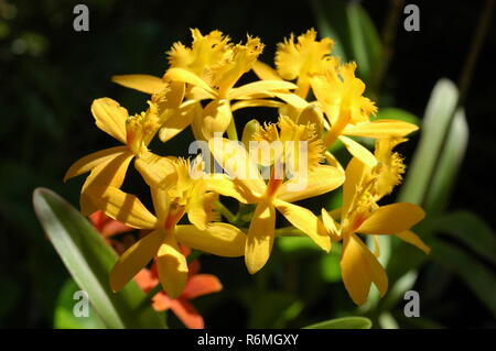 Epidendrum gelb, Epidendrum Ivan Gašparovič orchid Close up in Thailand Stockfoto