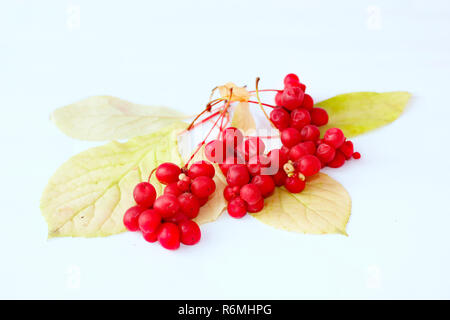 Rote reife Schisandra isoliert auf Weiss. Natürliche Vitamine Stockfoto