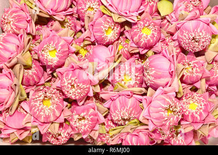 Pink Lotus Blumen gefaltet Petal Lotus Stockfoto