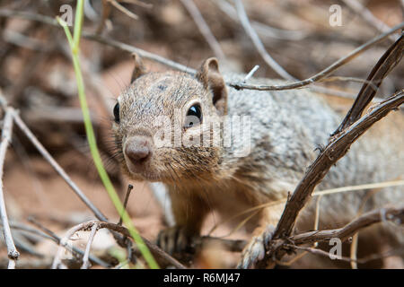 Ausschreibung Erdhörnchen sieht über Zweigniederlassungen Stockfoto