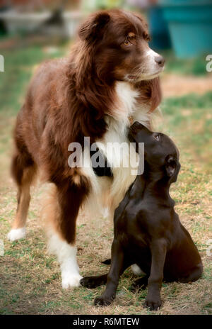 Cowboy, einen sechs Jahre alten, rot tri Australian Shepherd Dog, hängt heraus mit einem neuen Freund, einen schwarzen, Mischling Welpe, Jan. 1, 2015, in Coden, Alabama. Stockfoto