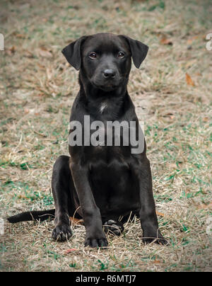 Eine schwarze, Mischling Welpe stellt für ein Portrait außerhalb, Jan. 1, 2015, in Coden, Alabama. Stockfoto