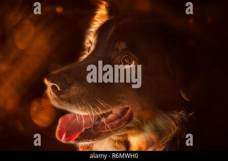 Cowboy, ein red-tri Australian Shepherd Dog, sieht seinen Besitzer, Jan. 19, 2017, Coden, Alabama. Stockfoto