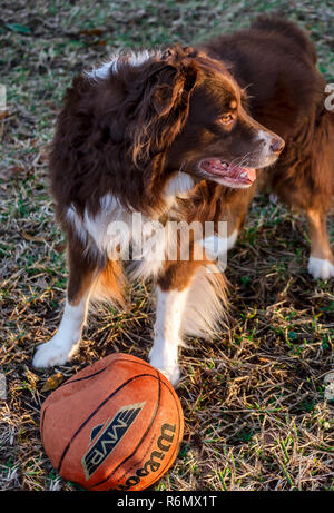 Cowboy, einen sechs Jahre alten Australian Shepherd, steht in der Abendsonne mit einem Basketball, 1. März 2014. Stockfoto