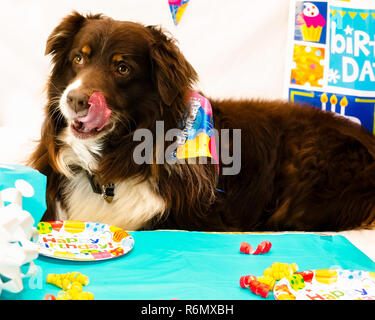 Cowboy, ein Achtjähriger rot tri Australian Shepherd, leckt seine Lippen nach dem Essen seine Cheeseburger "Kuchen" an seinem Geburtstag, dem 4. April 2016, in Co Stockfoto