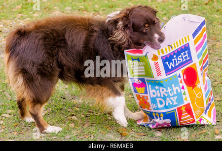 Cowboy, ein Achtjähriger rot tri Australian Shepherd, öffnet ein Geschenk an seinem Geburtstag, dem 4. April 2016, in Coden, Alabama. Stockfoto