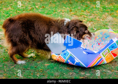 Cowboy, ein Achtjähriger rot tri Australian Shepherd, wundert da öffnet er eine Tasche mit einer Kugel an seinem Geburtstag, dem 4. April 2016. Stockfoto