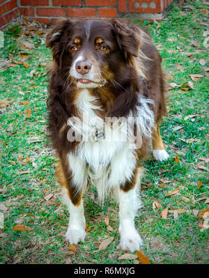 Cowboy, einen sechs Jahre alten Australian Shepherd Dog, steht im Gras, 11. April 2014. Der gewellte Rand ist als flehmen bekannt. Stockfoto