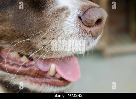 Eine Nahaufnahme von der Nase von einem sechs Jahre alten Australian Shepherd Dog. A dog's Nase ist zwischen 1.000 bis 10.000 Mal empfindlicher als die eines Menschen. Stockfoto