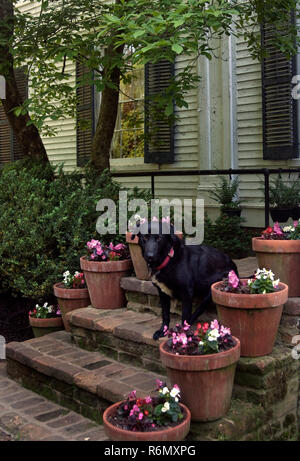 Töpfe von begonien - und der Hund der Familie - grüßen Besucher Waverly Herrenhaus in Columbus, Mississippi. April 20, 2010. Stockfoto