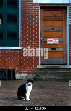 Eine schwarze und weiße tuxedo cat sitzt außerhalb ein Büro in der Innenstadt von Columbus, Mississippi, 20. April 2010. Stockfoto