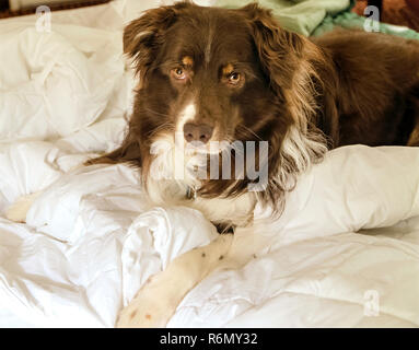 Cowboy, einen sechs Jahre alten Australian Shepherd, entspannt in seinem Hotelzimmer in Atlanta, Georgia, 19. Mai 2014. Stockfoto