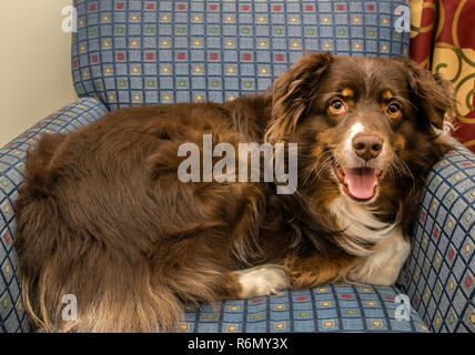 Cowboy, einen sechs Jahre alten rot-tri Australian Shepherd, ruht in einem hotel Stuhl, 20. Mai 2014 in Atlanta, Georgia. Stockfoto