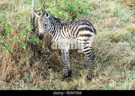 Zebras in der Savanne Safari in Kenia Stockfoto