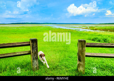 Ein Hund läuft in der üppig grünen Feuchtgebieten bei Sonnenuntergang Landung, 21. Juli 2013 in Tallahassee, Florida. Stockfoto