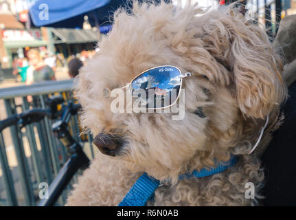 Ein Toy Pudel blickt auf der Beale Street hinter seinem K9Optix Sonnenbrille, Sept. 12, 2015 in Memphis, Tennessee. Stockfoto