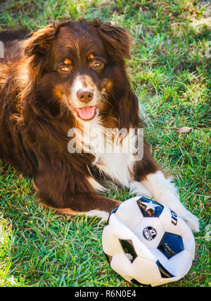 Cowboy, einen sechs Jahre alten, rot tri Australian Shepherd Dog, spielt mit einem Ball auf einem sonnigen Tag in Coden, Alabama. Stockfoto