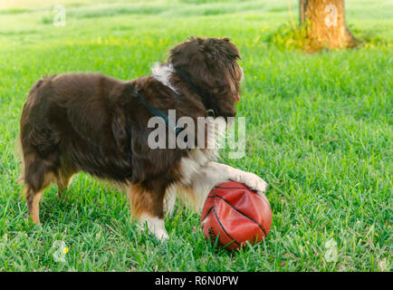 Cowboy, sechs Jahre alte Red tri Australian Shepherd, spielt mit einem Basketball, Oktober 5, 2014, in Coden, Alabama. Stockfoto