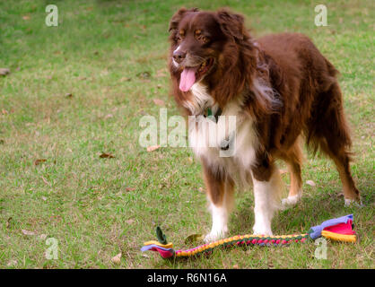 Cowboy, ein rotes Tri Australian Shepherd, steht mit einer geflochtenen tug Spielzeug, 29. Oktober 2015, in Coden, Alabama. (Foto von Carmen K. Sisson/Cloudybright) Stockfoto